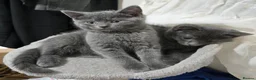 British Shorthair cats for sale: Beautiful litter of five ready for their new homes - Advert 3