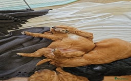 Jackapoo dogs for sale: 3 Beautiful F1B Jackapoo puppies. - Image 10