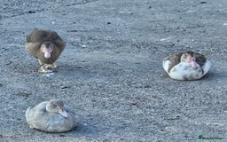 Ducks poultry for sale: Muscovy  - Image 10