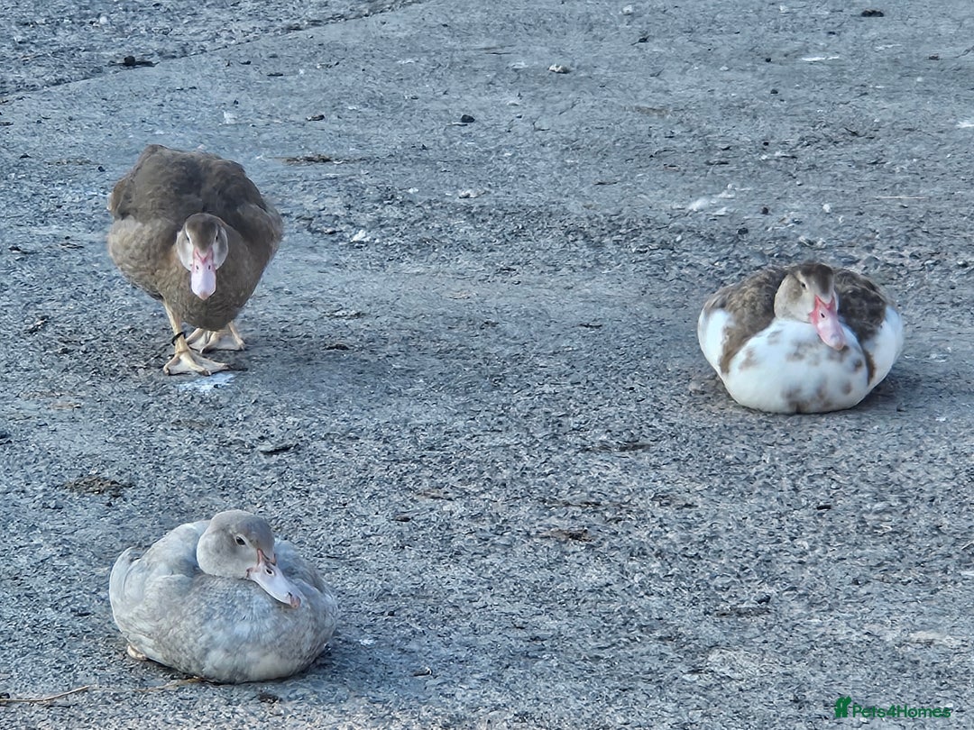 Ducks poultry for sale: Muscovy  - Image 10