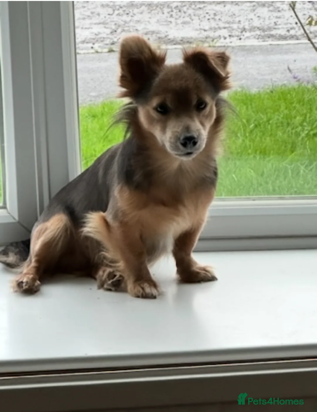 Jack Russell dogs for stud: Stud boys house of jacks  - Advert 8