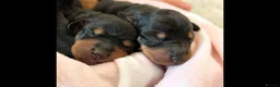 Dachshund dogs for sale: Standard dachshund puppies - Advert 9