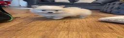 Pomeranian dogs for sale: Gorgeous fluffy Pomeranian puppies - Advert 6