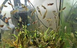 Other/Mixed Breed fish for sale: Beautiful Guppies for Sale price per one fish - Image 4