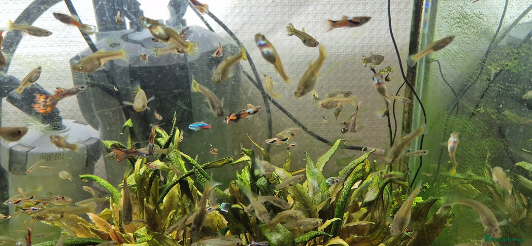 Other/Mixed Breed fish for sale: Beautiful Guppies for Sale price per one fish - Image 4
