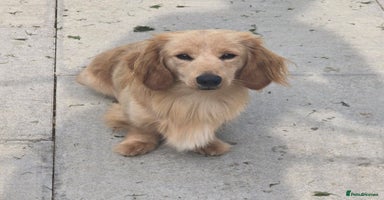Miniature Dachshund dogs - Advert 16