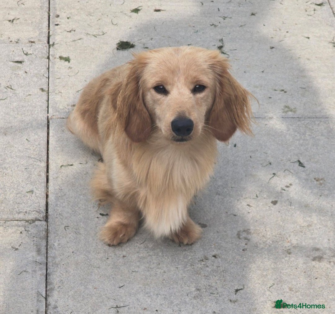 Miniature Dachshund dogs for sale: Kc registered cream proven stud dog  - Image 3