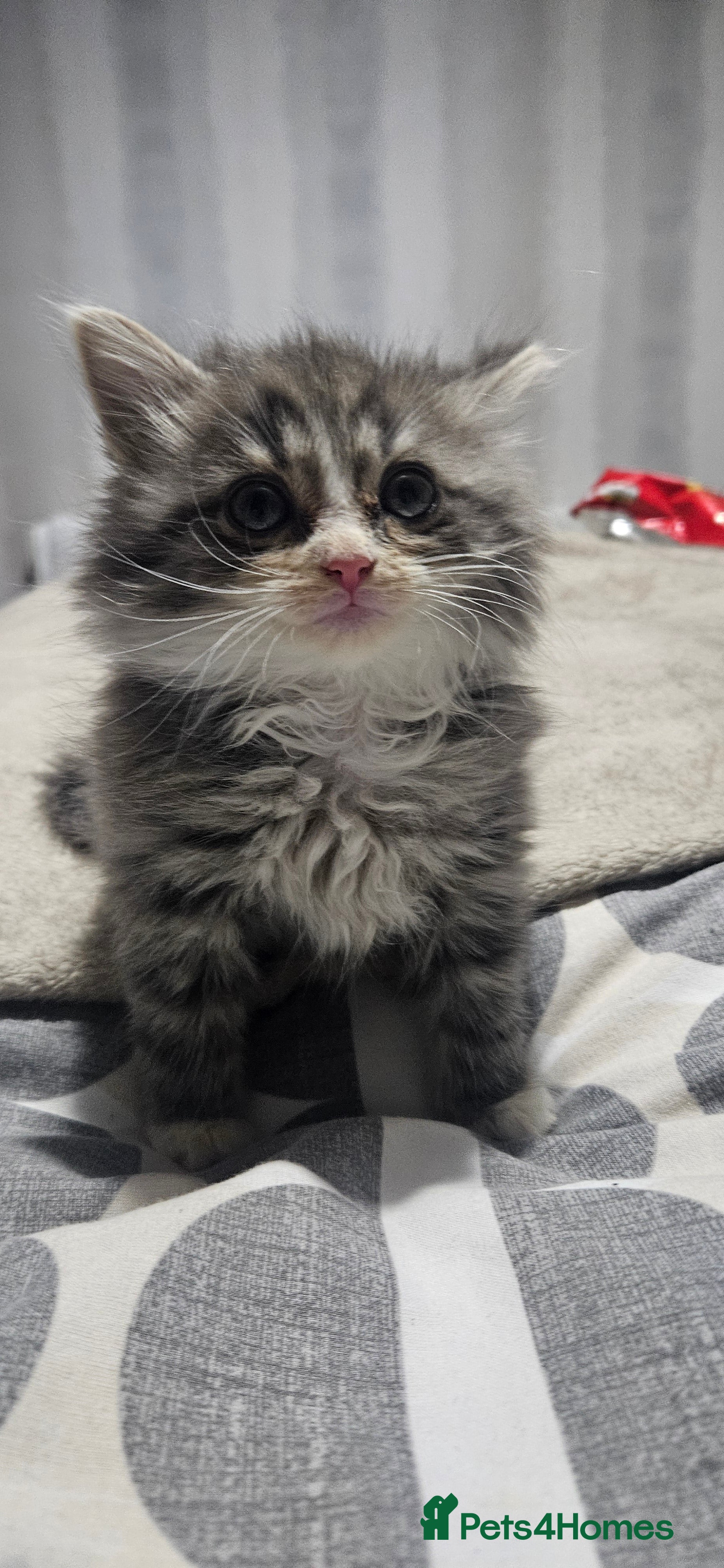 Mixed Breed cats Munchkin Kittens ready for their forever home - Advert 5