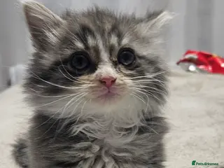 Mixed Breed cats Munchkin Kittens ready for their forever home - Advert 5