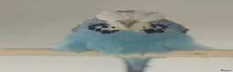 Budgerigars birds for sale: Budgies for sale  - Advert 21