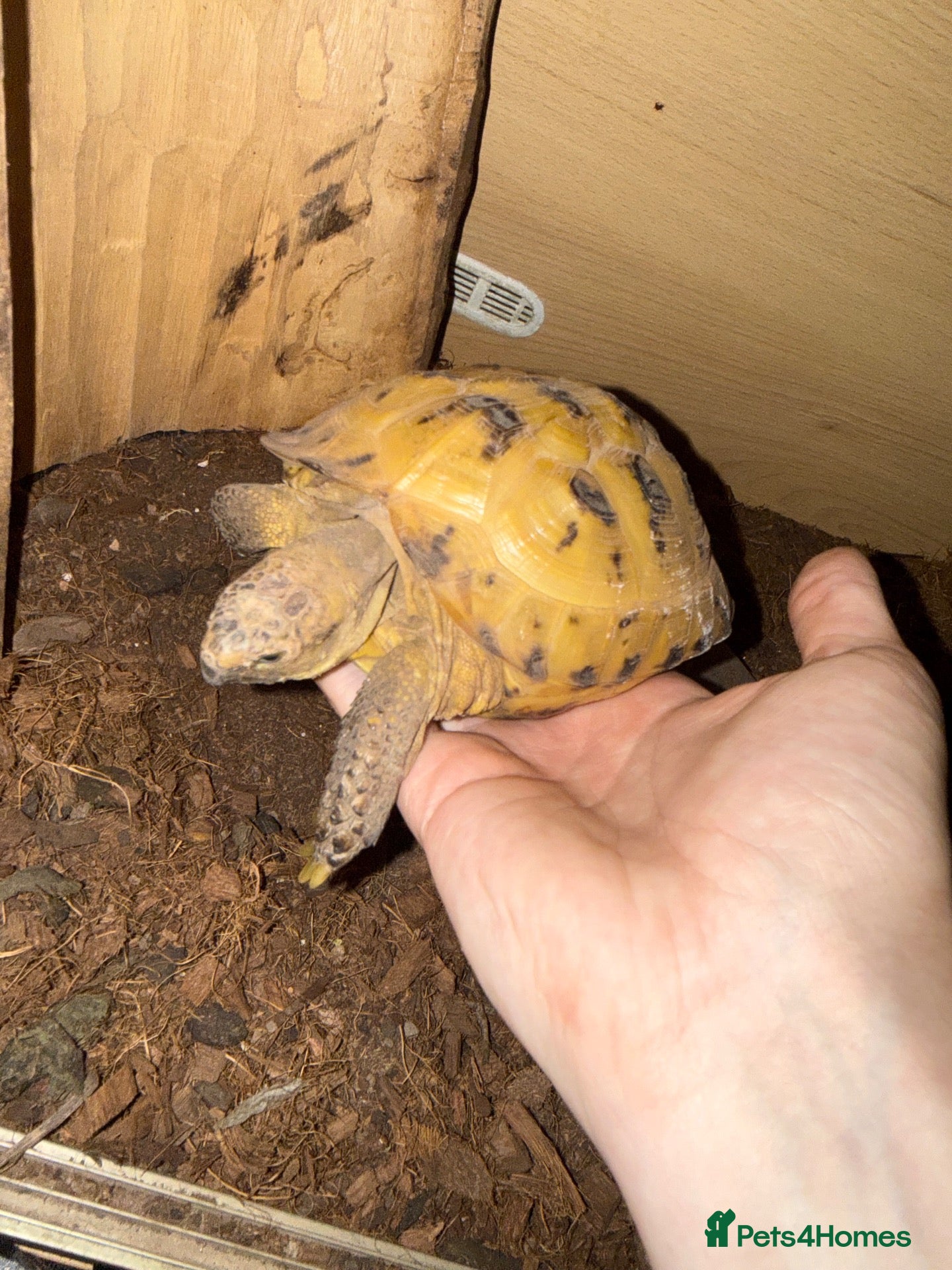 Tortoise reptiles Horefield Tortoise - Advert 5