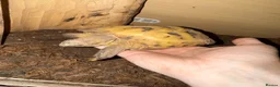 Tortoise reptiles for sale: Horefield Tortoise in Worthing - Advert 1