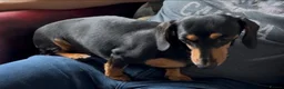 Miniature Dachshund dogs for sale: Miniature Dachshund, London, KC Registered  - Advert 2