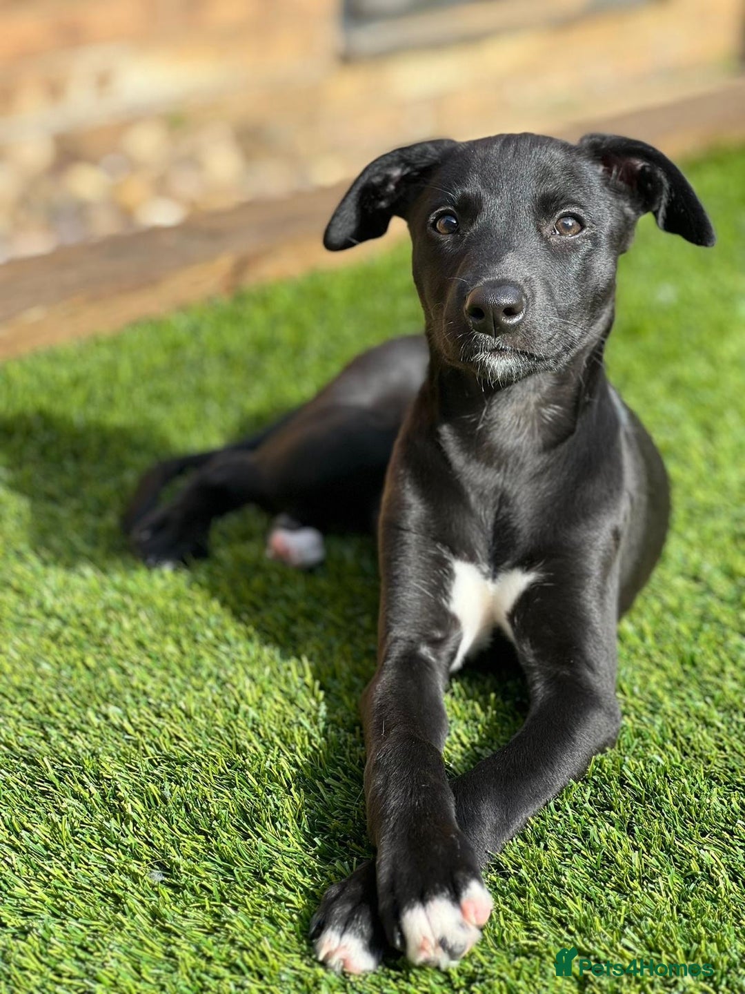 Whippet dogs for stud: Striking Blue Whippet for Stud in Banbury - Image 9