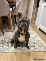 French Bulldog dogs Beautiful Blue French Bulldog – Female - Advert 3