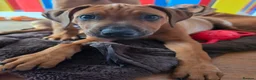 Rhodesian Ridgeback dogs for sale: KC Registered Rhodesian Ridgeback Puppies - Advert 26
