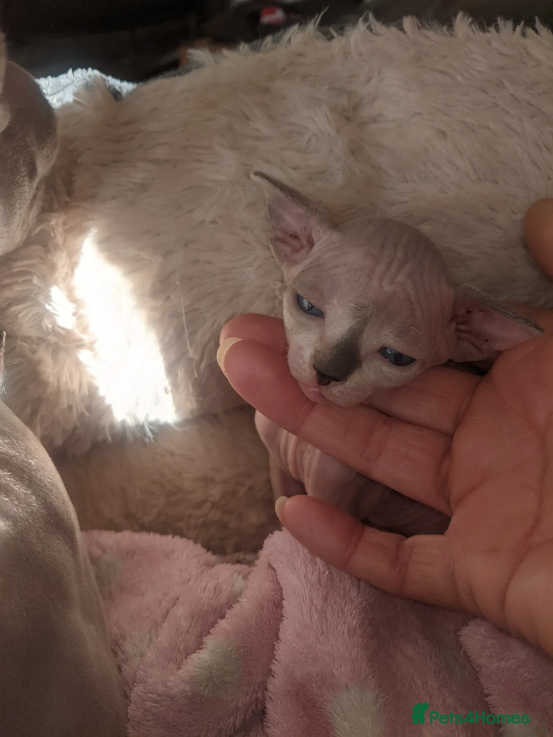 Sphynx cats for sale: Kittens with a sky blue eyes for sale - Advert 2
