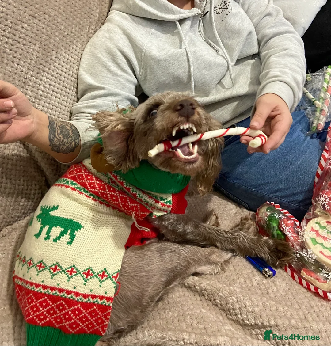 Cockapoo dogs for sale: Male cockapoo - Advert 4