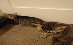 Mixed Breed cats for sale:  cat at the back not baby - Image 1