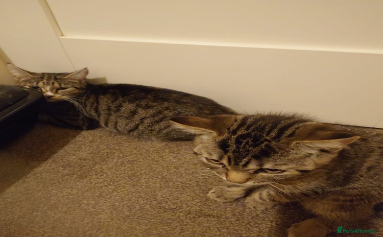 Mixed Breed cats - Advert 2