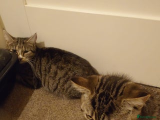 Mixed Breed cats for sale - Advert 1