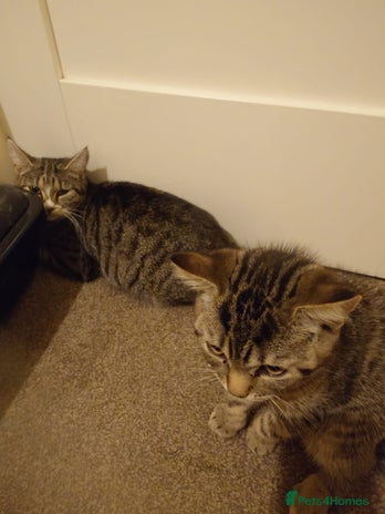 Mixed Breed cats - Advert 1