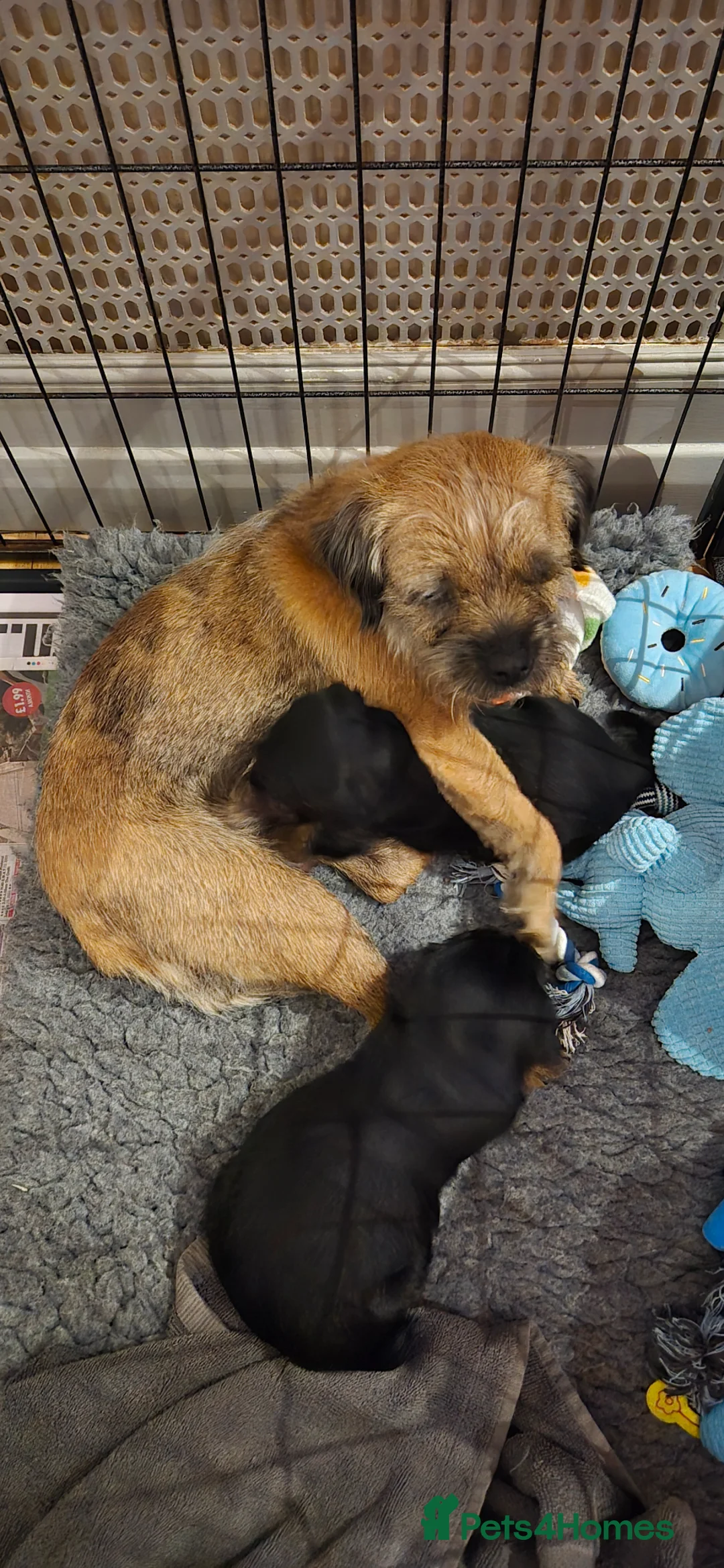 Border Terrier dogs for sale: KC Reg. Blue & Tan Border Terrier Puppy For Sale in Maidstone - Advert 1