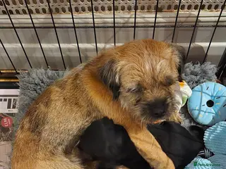 Border Terrier dogs KC Reg. Blue & Tan Border Terrier Puppy For Sale - Advert 2