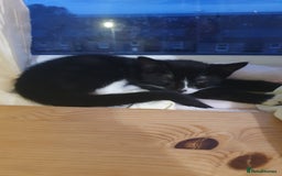 Mixed Breed cats for sale: Kittens  - Image 1