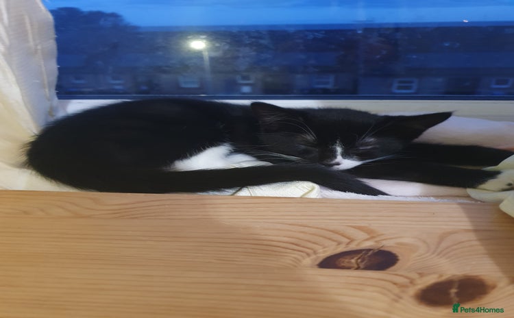 Mixed Breed cats - Advert 4