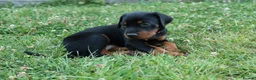 Dobermann dogs for sale: Quality European Dobermann Puppies - 2 Remaining - Advert 19