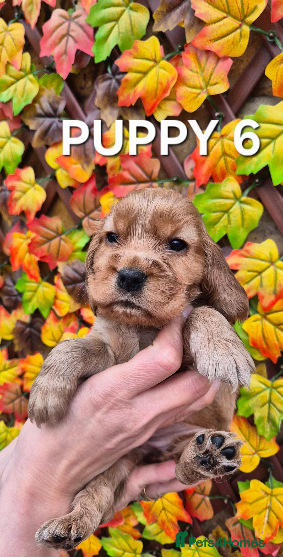 Cocker Spaniel dogs for sale: Superb golden show type cocker spaniel puppies  - Advert 1