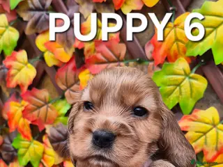 Cocker Spaniel dogs Superb golden show type cocker spaniel puppies - Advert 9
