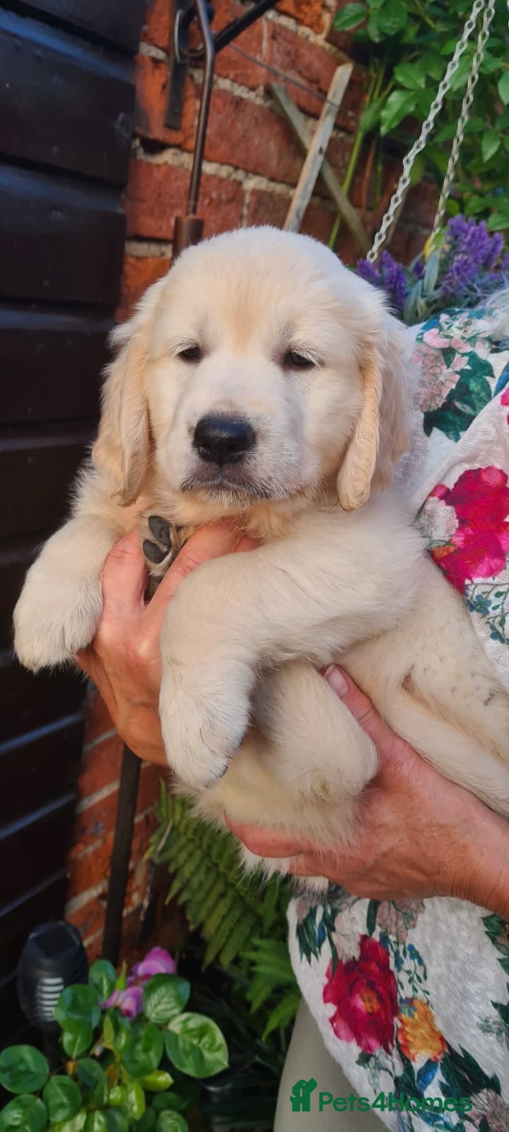 Golden Retriever dogs Kc Registered Golden Retriever puppies - Advert 2