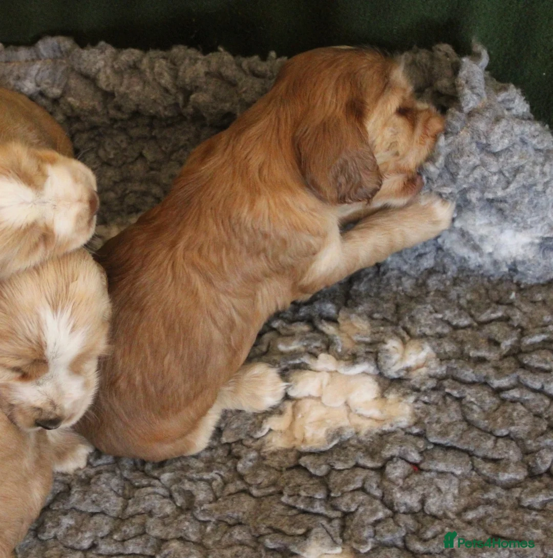 Cocker Spaniel dogs for sale: KC  Registered Show Cocker Spaniels - Advert 2