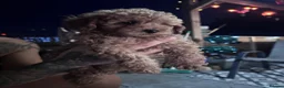 Toy Poodle dogs for sale: Beautiful Toy Poodle Puppies❤️🐾🐩 - Advert 20