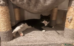Domestic Shorthair cats for adoption: Itty bitty Beanie - Image 10