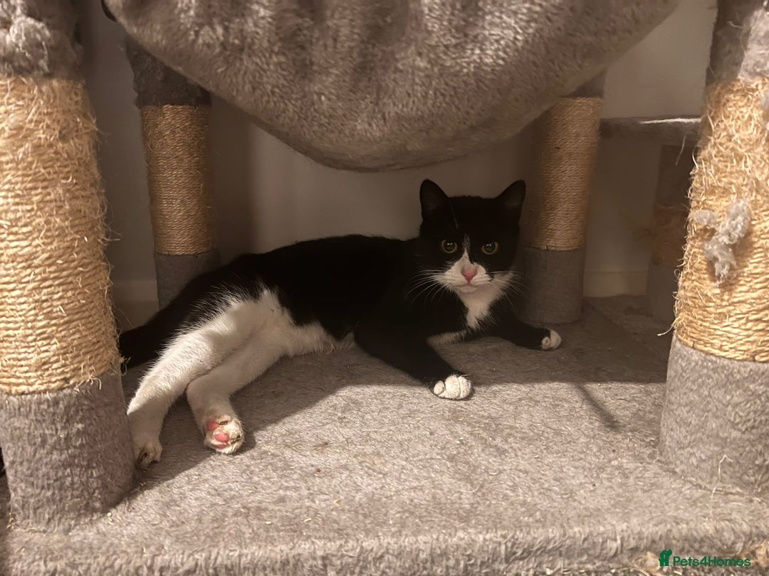 Domestic Shorthair cats for adoption: Itty bitty Beanie - Image 10