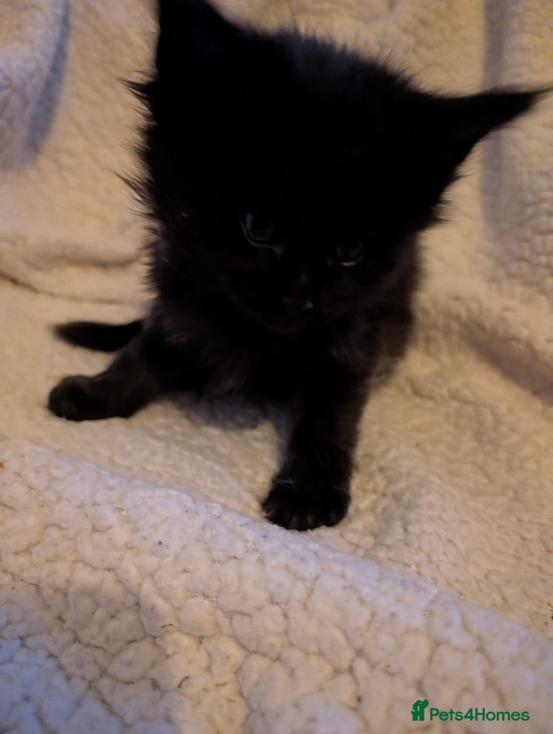 Maine Coon cats for sale: 6 Beautiful main coon kittens - Advert 29