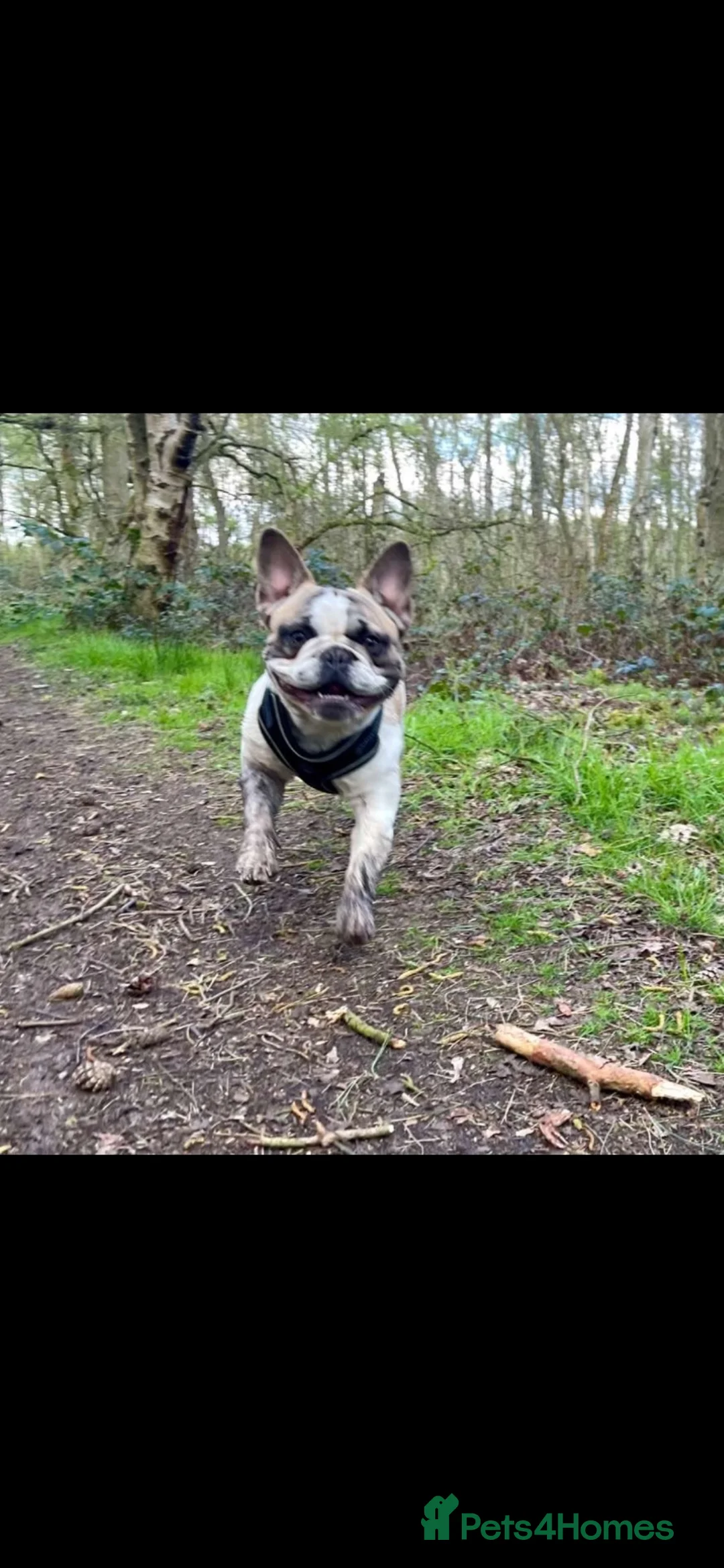 French Bulldog dogs for sale: French bulldog Norman 💚 - Advert 2