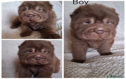 Shar Pei dogs for sale: Only 3 babies left Sharpei puppies for sale  - Image 1