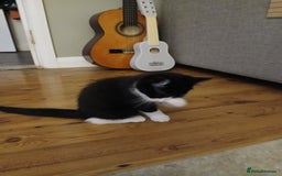 Mixed Breed cats for sale: Kittens 2male  - Image 5