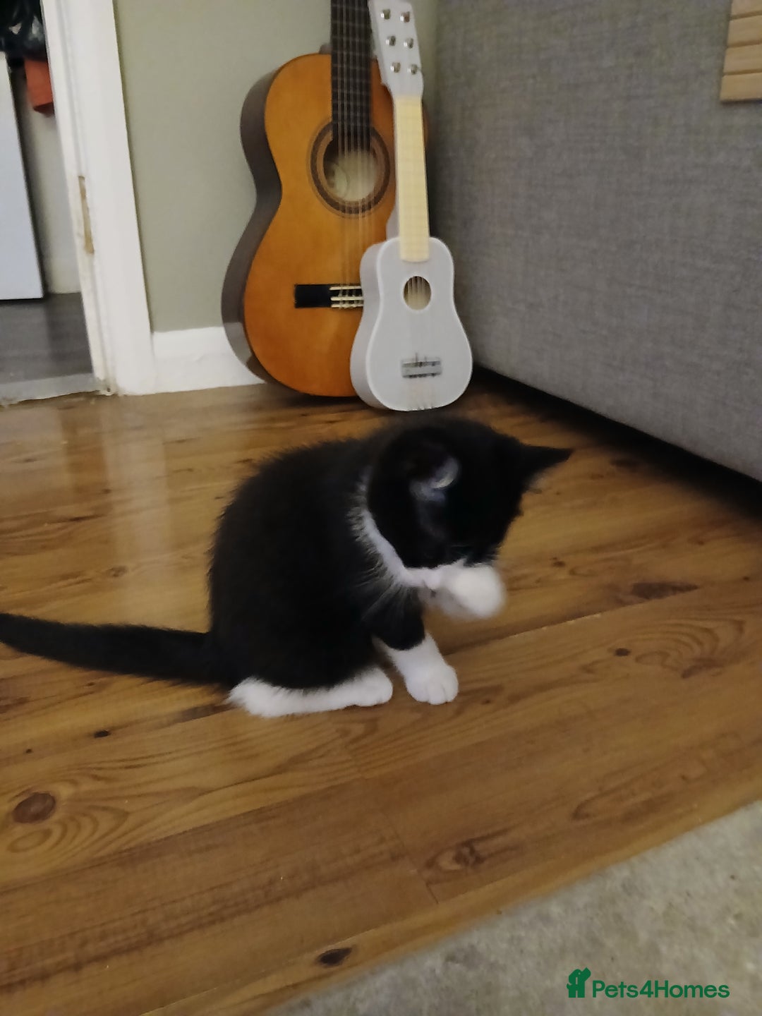 Mixed Breed cats for sale: Kittens 2male  - Image 5