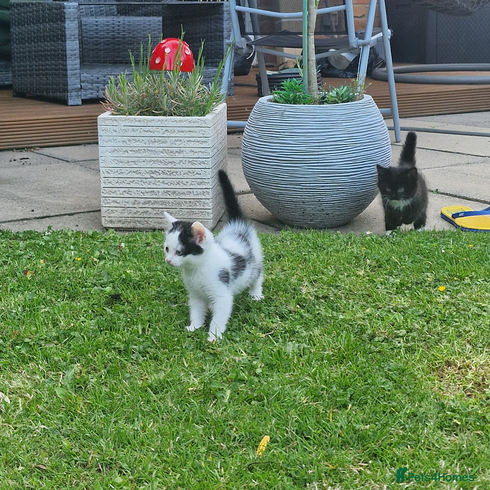 Mixed Breed cats Beautiful Kittens Looking for Loving Homes - Advert 1