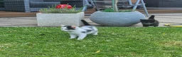 Mixed Breed cats for sale: Beautiful Kittens Looking for Loving Homes - Advert 1