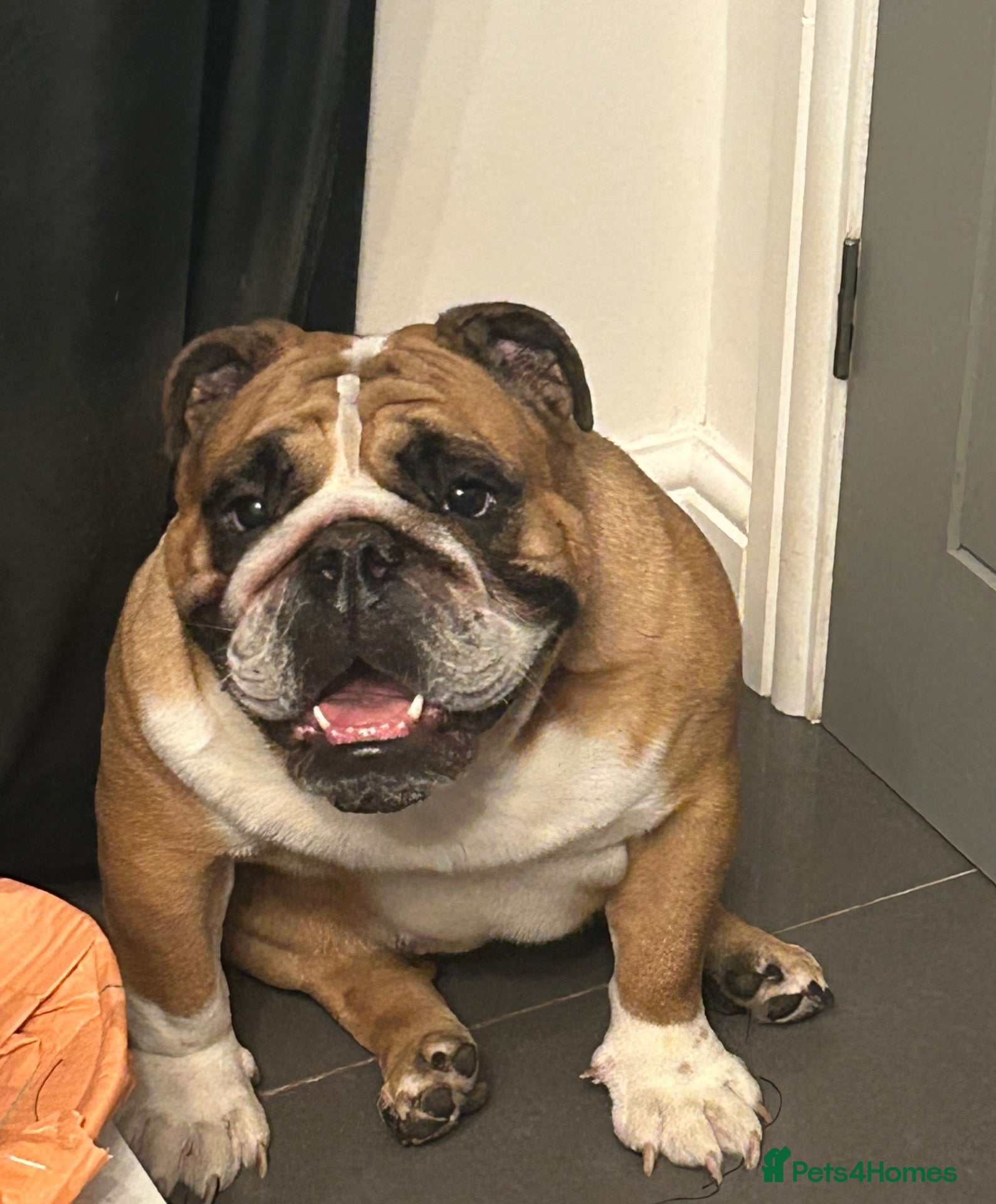 English Bulldog dogs for sale: Gorgeous 2 year old girl **PLEASE READ ALL BELOW** - Advert 22