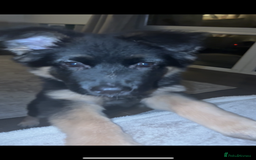 German Shepherd dogs for sale: German shepherd female  - Advert 4