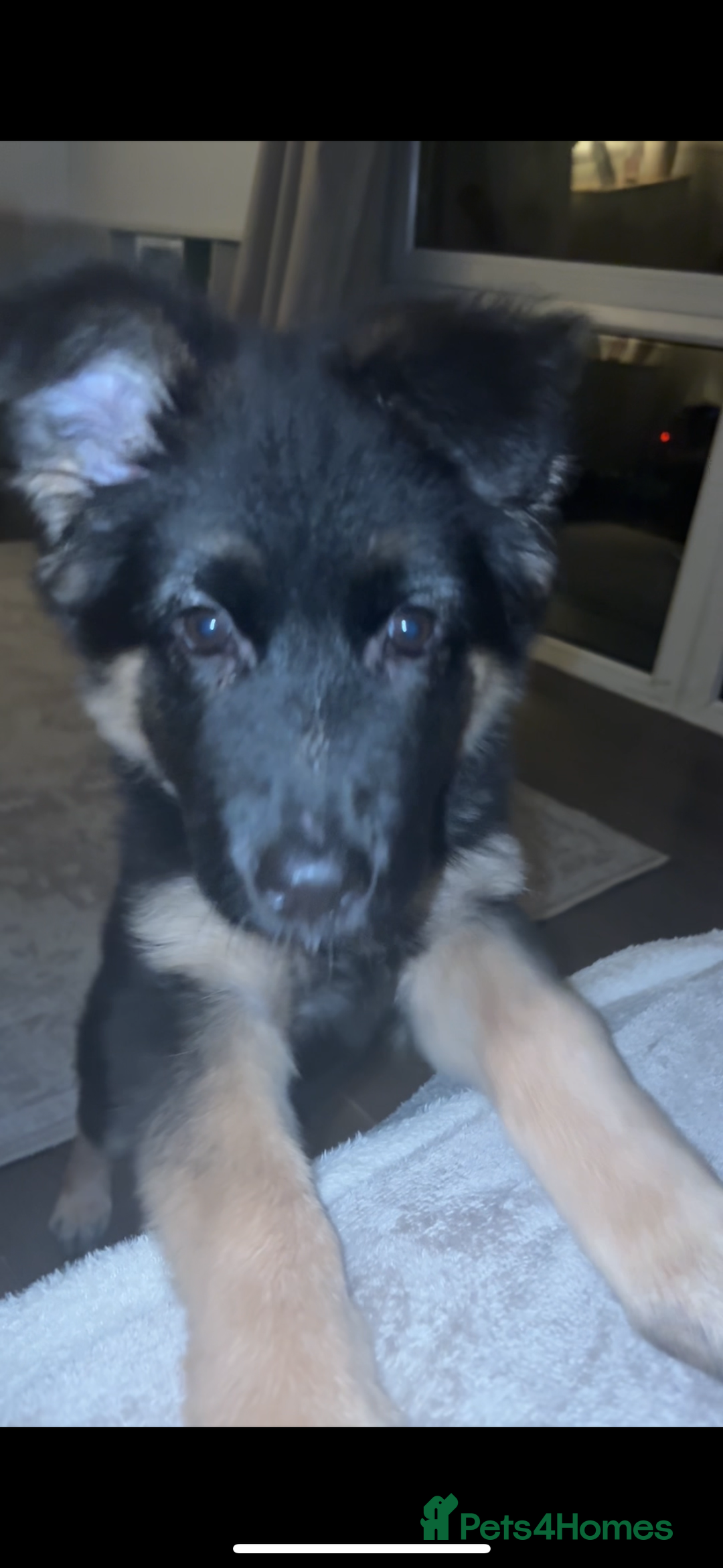 German Shepherd dogs for sale: German shepherd female  - Advert 4