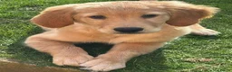 Golden Retriever dogs for sale: 10-Month-Old KC Registered Golden Retriever  - Advert 11
