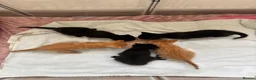 Domestic Shorthair cats for sale: Beautiful babies ready for there new homes! in Stowmarket - Advert 3